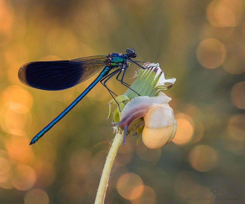 , Pawel Plucinski