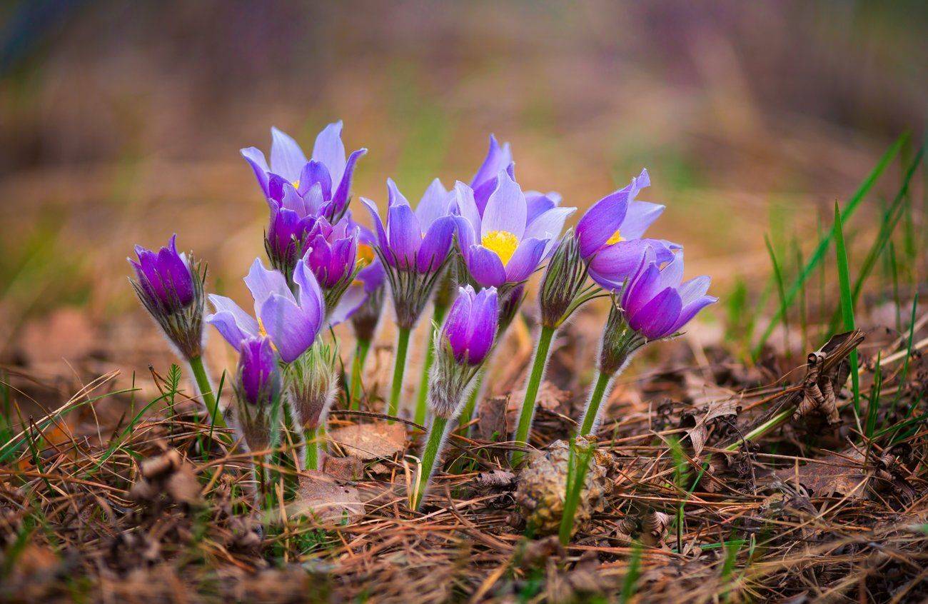 цветы, сон-трава, прострел, Галанзовская Оксана