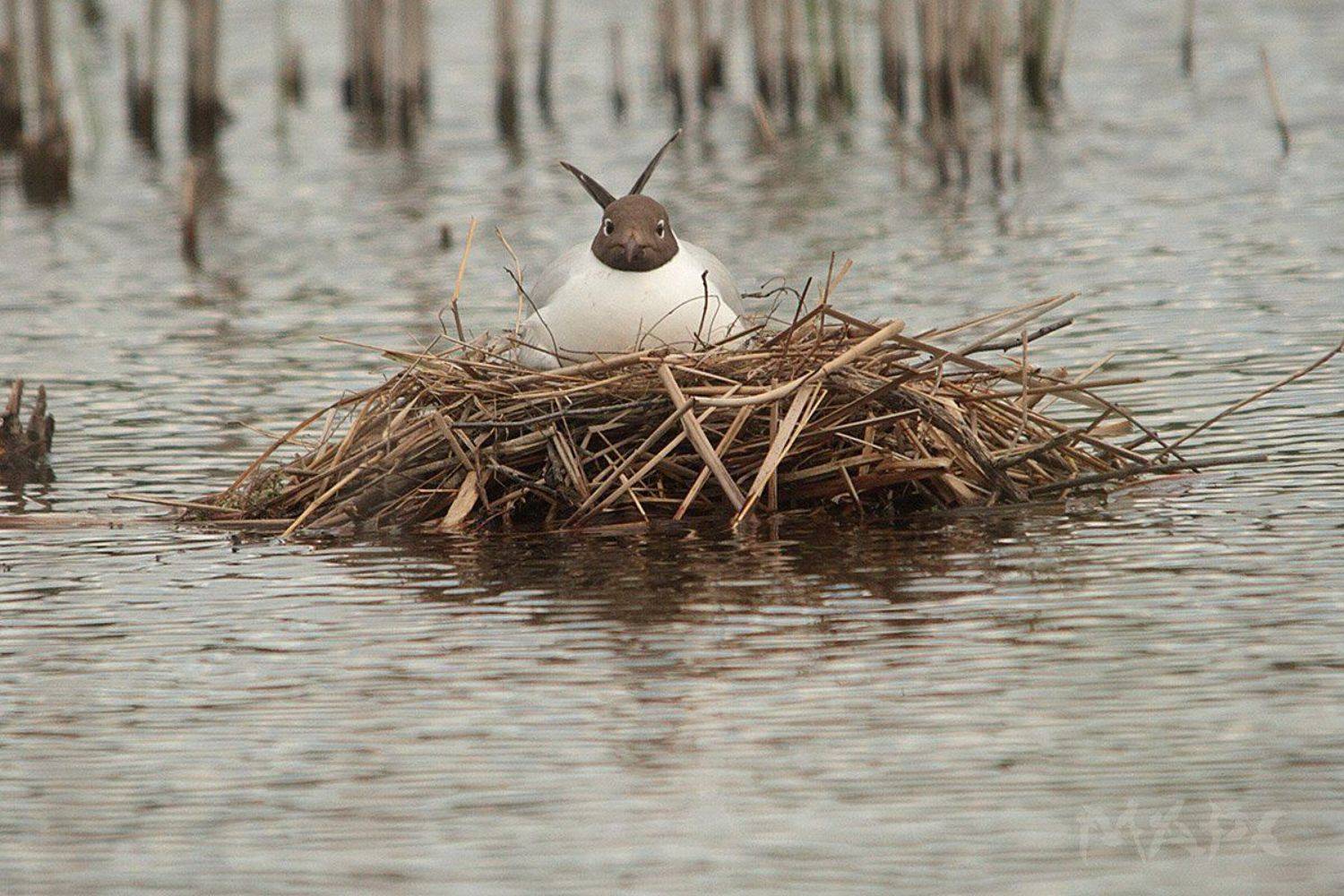 животные птицы июнь озерная чайка гнездо, Шангареев Марс