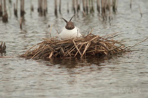 Яйца дело серьезное