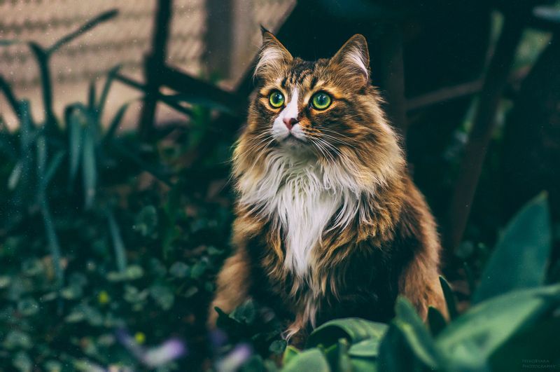 животные, кошка, кот, питомец, домашние животные Мисс Блэр фото превью