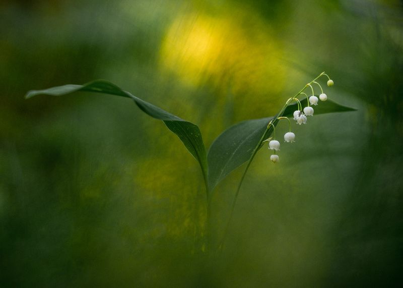 цветы,цветок,макро,растения,природа,ландыш,флора,дикиецветы Ландыш майский фото превью