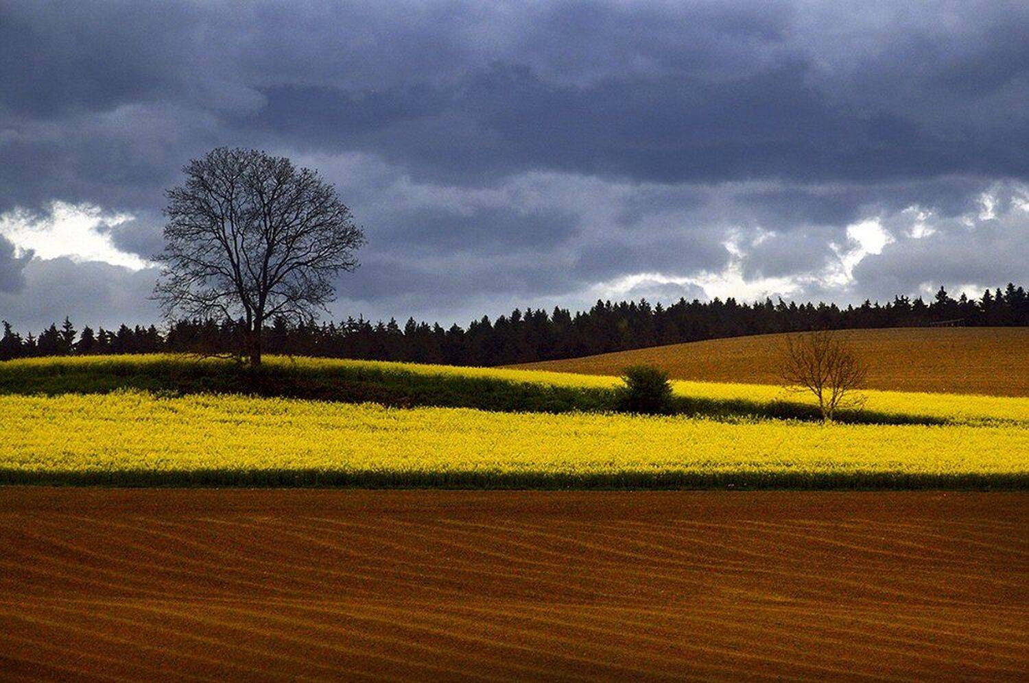 рапс, Виктор