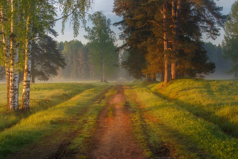 Утро в Шишкинском лесу