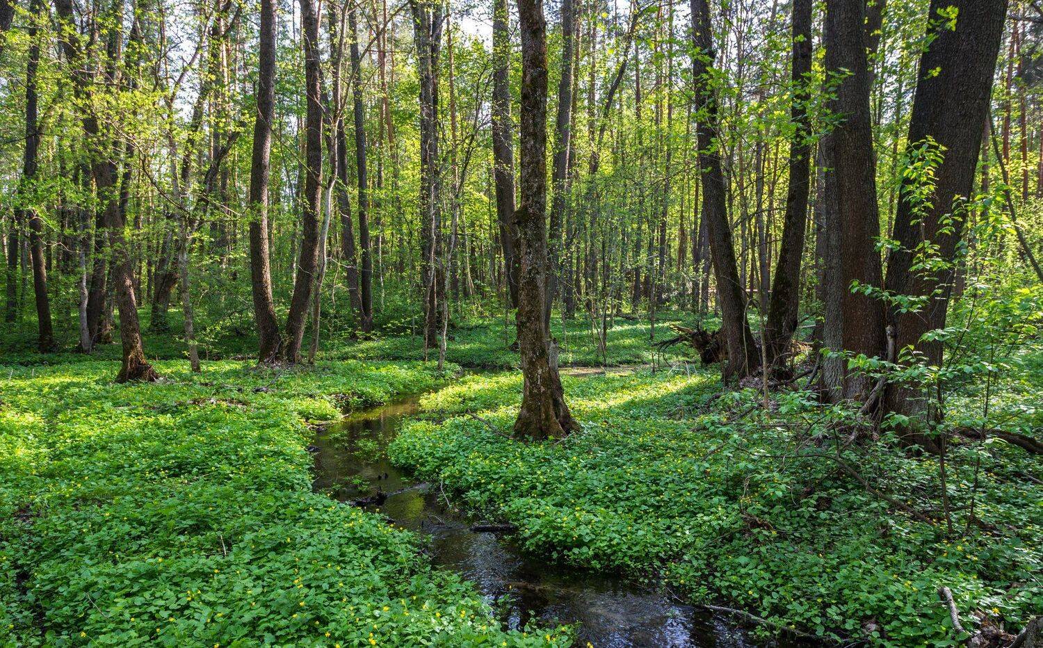 , Руслан Востриков