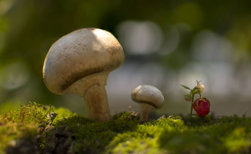фото превью