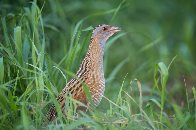 crek crek, corncrake, коростель, птицы, дикая природа, bird Коростель фото превью