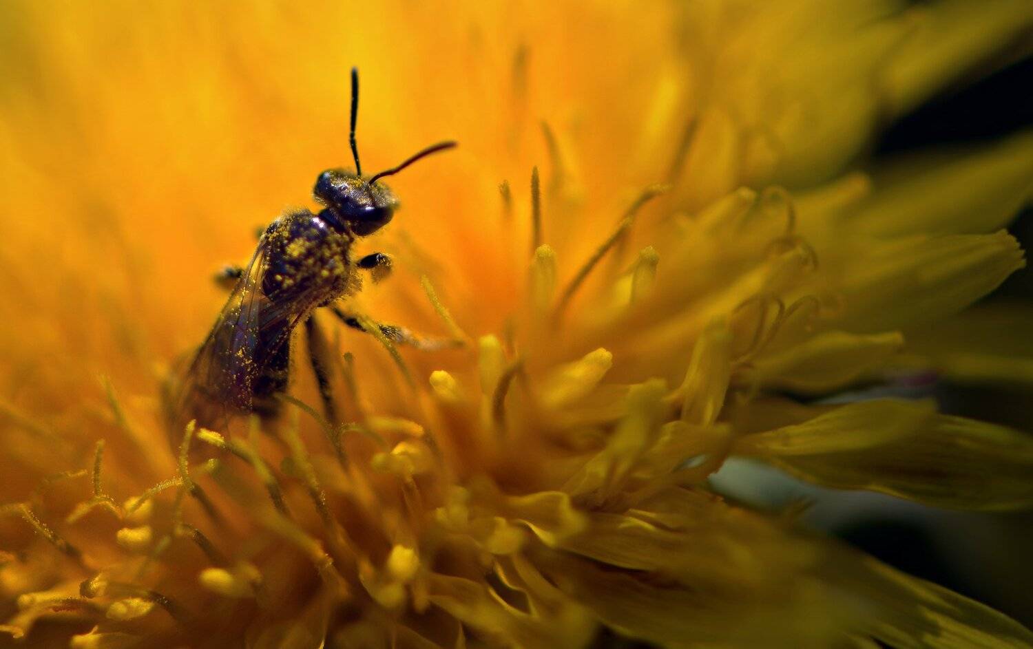 природа, макро, весна, цветы, одуванчик, насекомое, пчела, Неля Рачкова