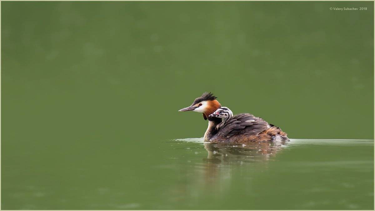 , Валерий Субачев