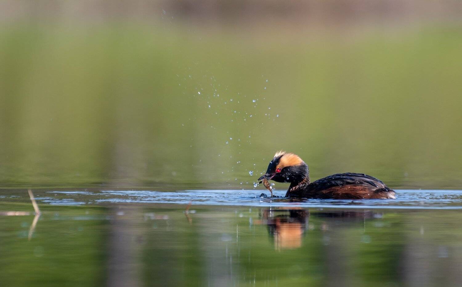 Horned grebe, Arnfinn Malmedal