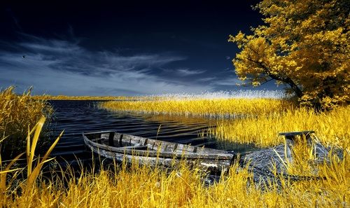 В утреннем солнце. Инфракрасная фотография.