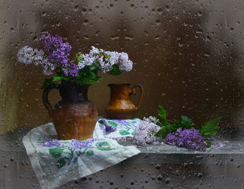 Персидская сирень...