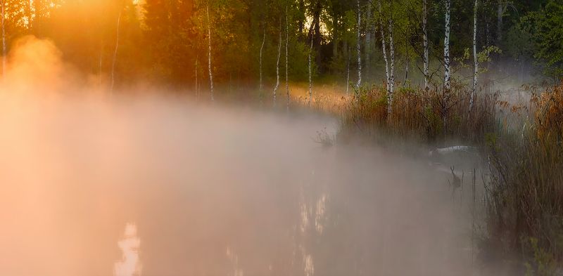 питет, рассвет, пейзаж, утро, туман, болото, озеро Утро о о о о фото превью