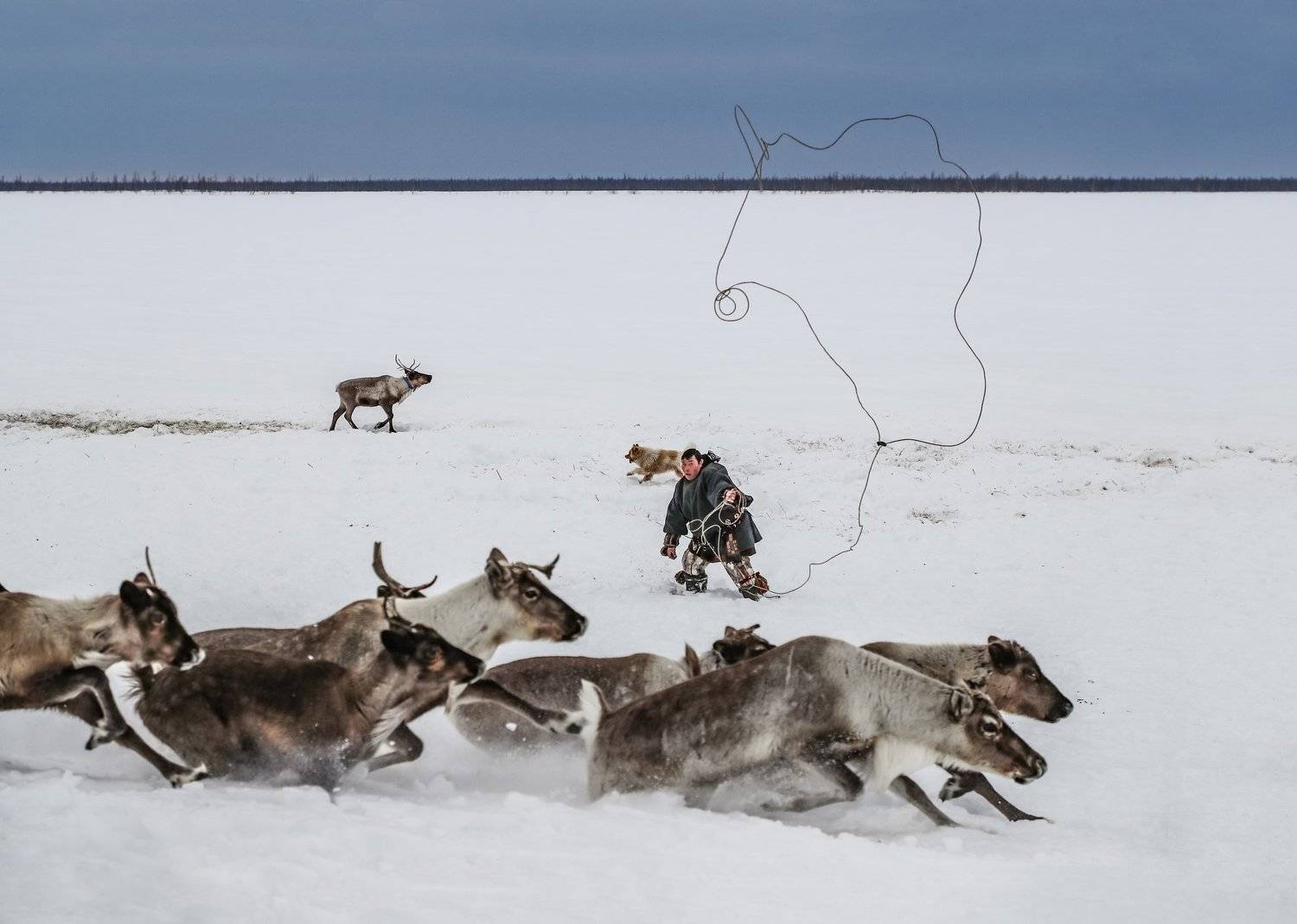 ненец ,тынзян , аркан, олени, ямал, Алексей Сулоев