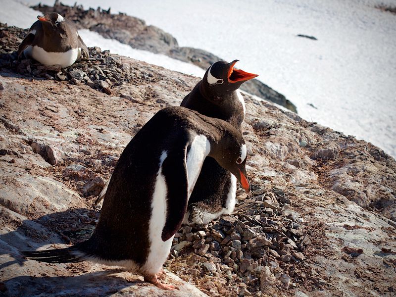 Опять... А ведь клялся-божился! фото превью