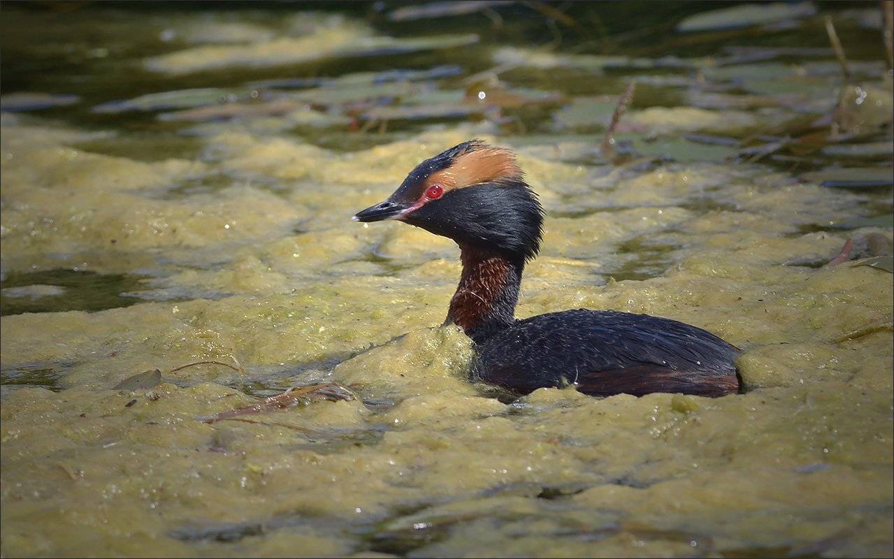 красношейная, поганка, Андрей Медведев