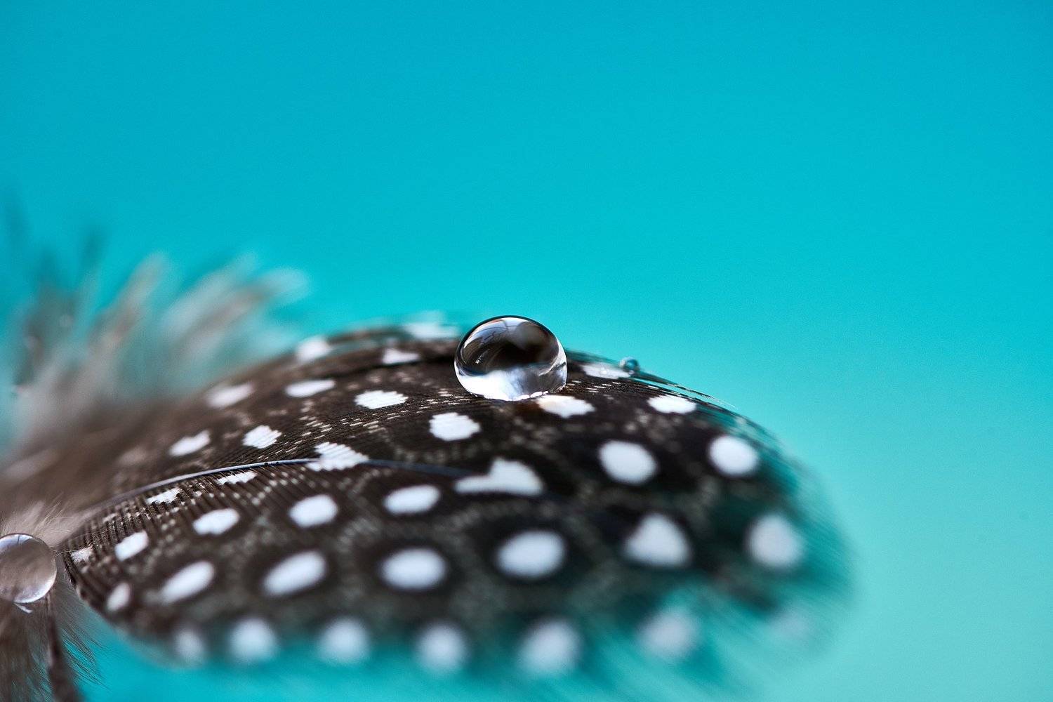 макро, капля, перо, перышко, красиво, Татьяна Сидюкова