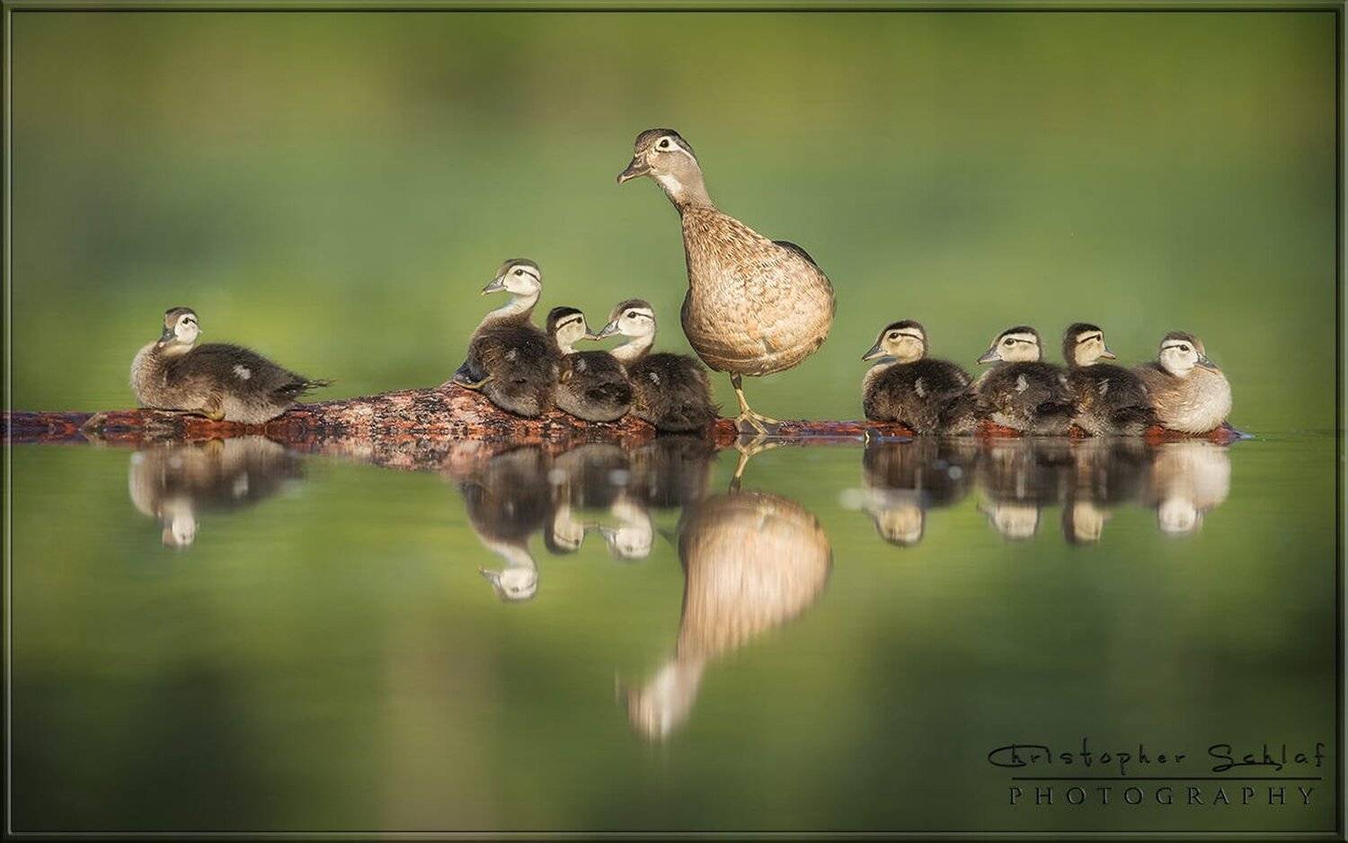 , Christopher Schlaf