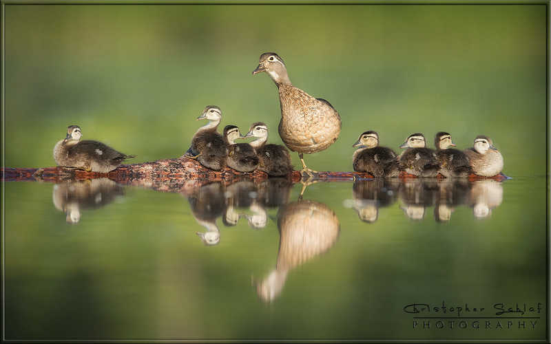 *** фото превью