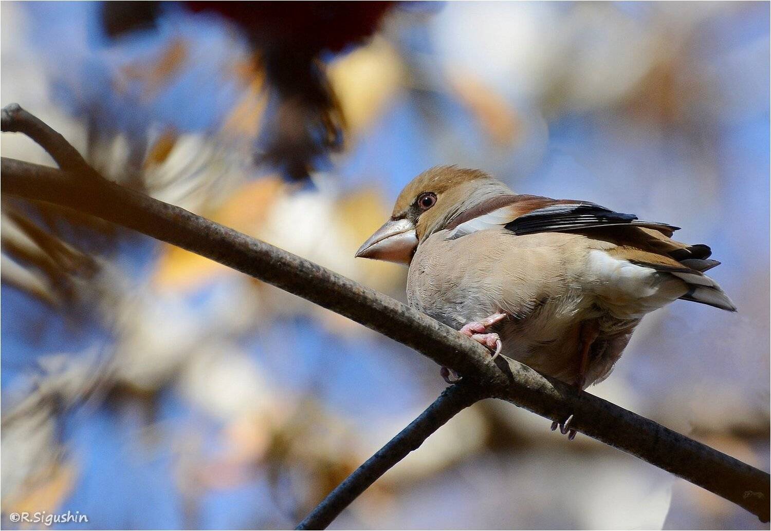 , Руслан Сигушин
