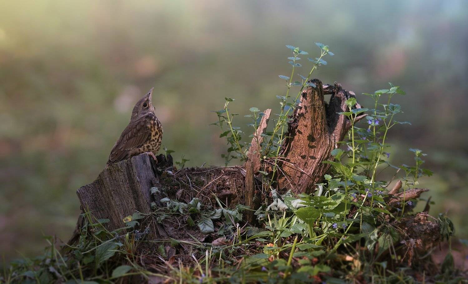 природа, лес, животные, птицы, Дмитрий Посевич