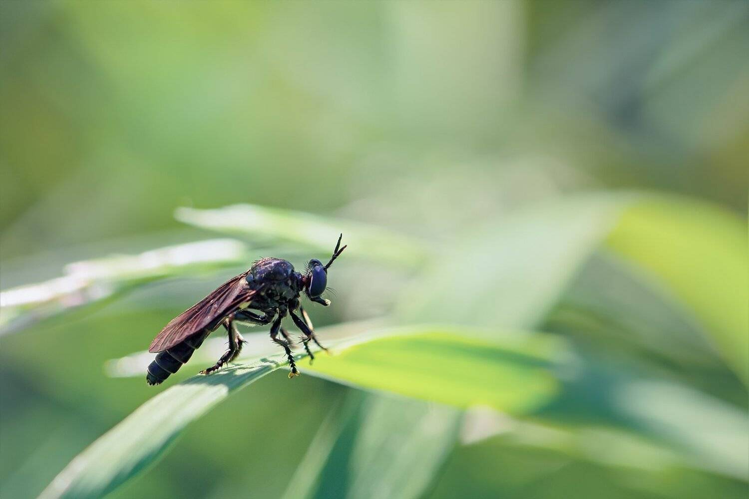 мох,цвет,фон,желтый,семя,цветок,муха, Юрий Котов