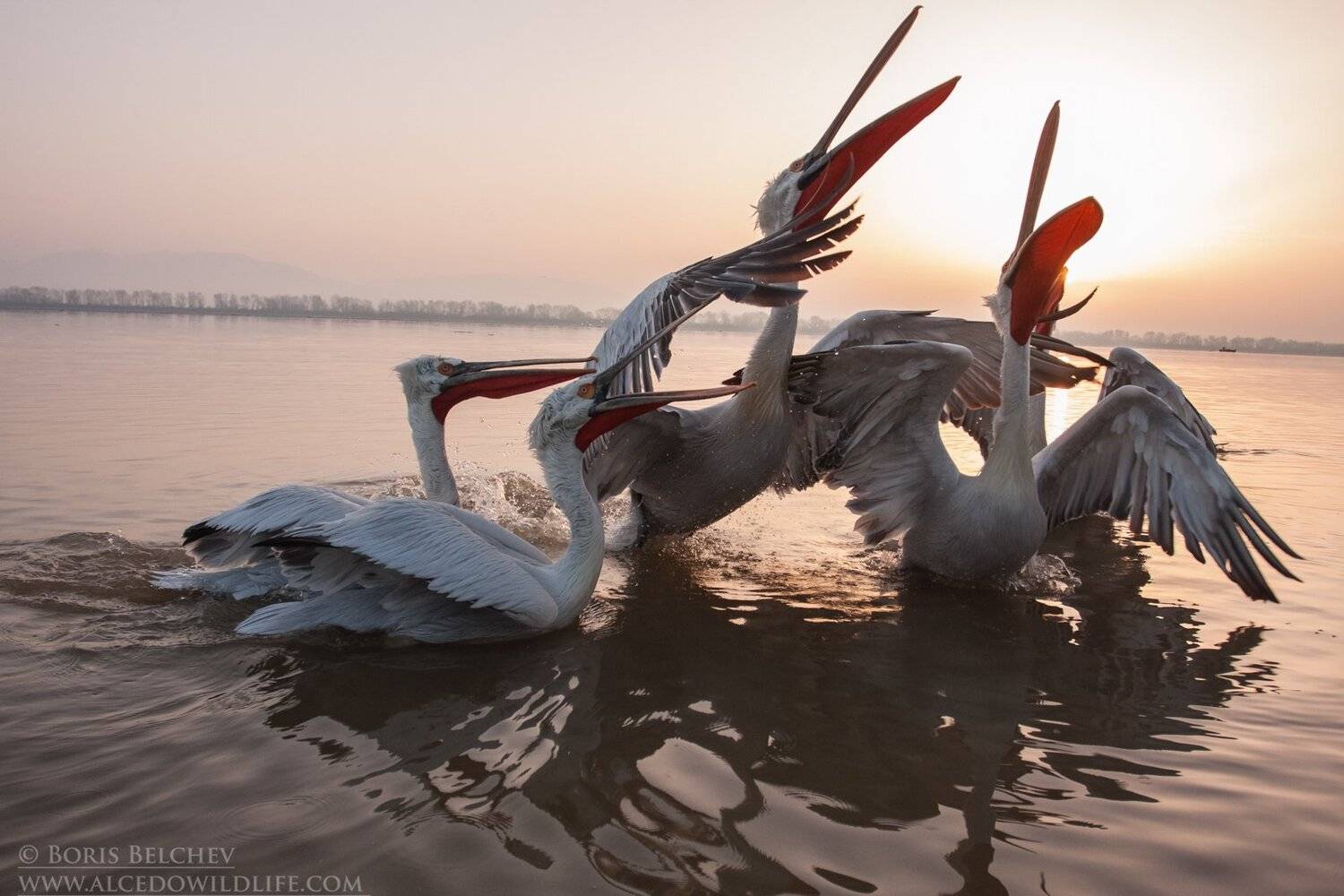 , Борис Белчев