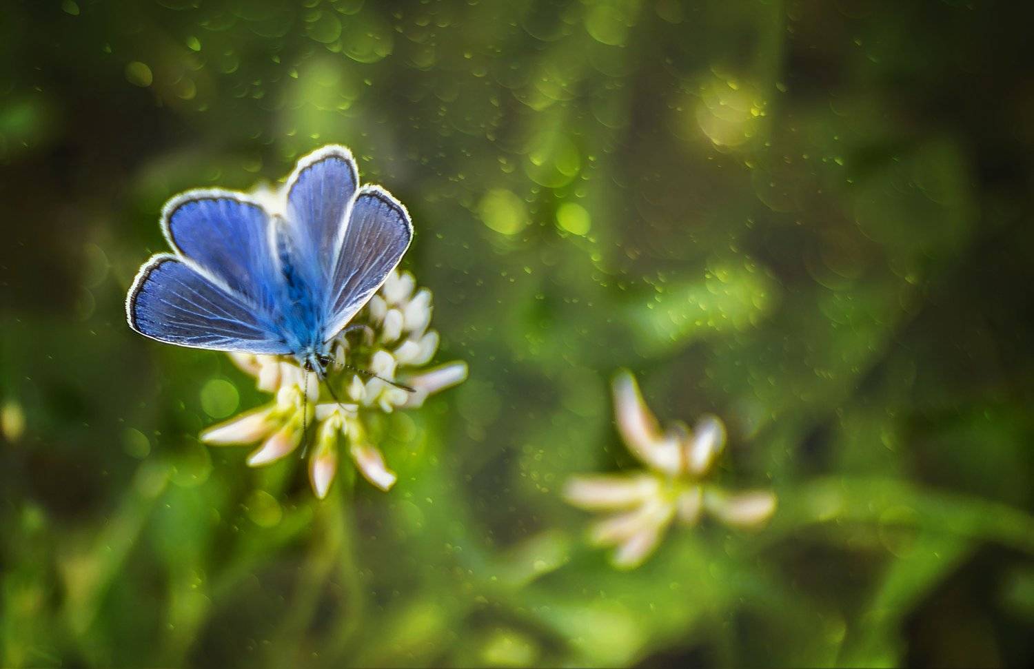 macro, Teodora Ivanova