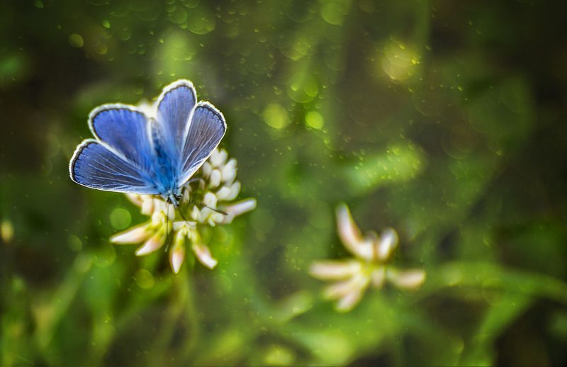 macro Бабочка фото превью