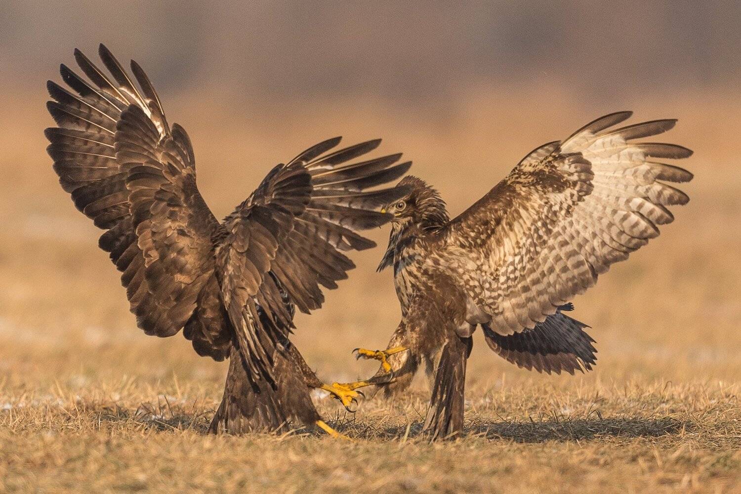 , Marek Biegalski