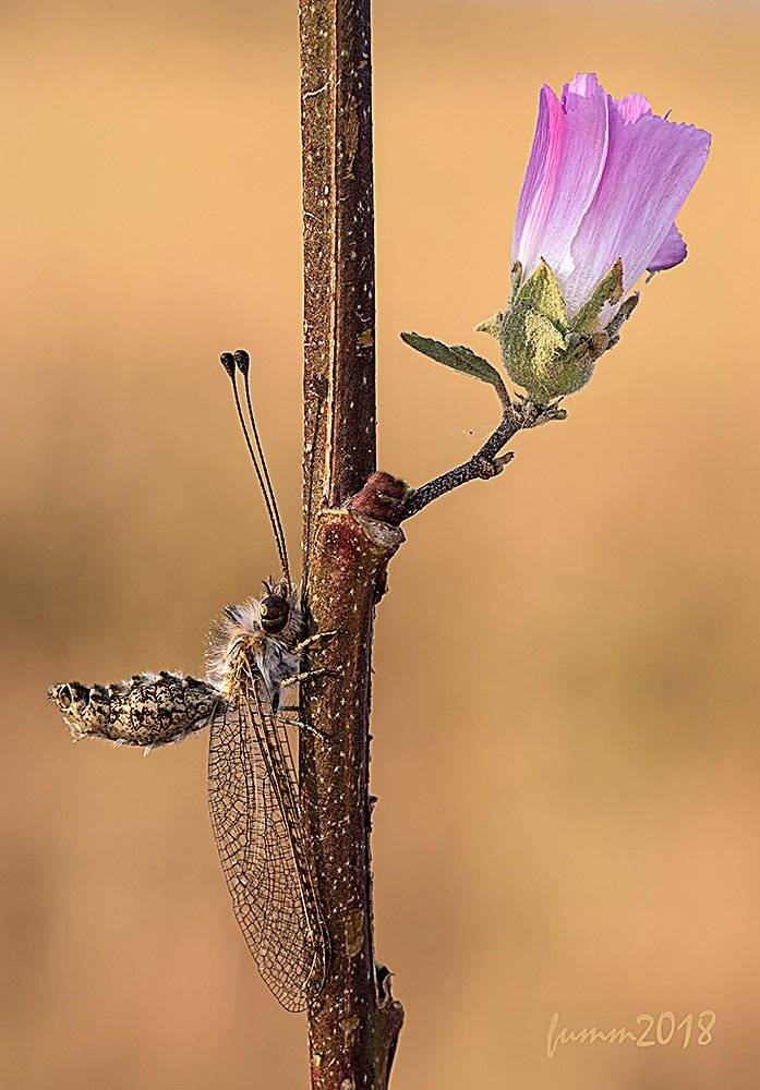 , Игорь ФУММ