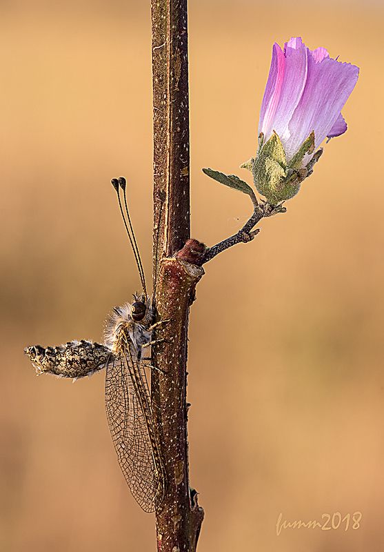 ГЛАМУР фото превью
