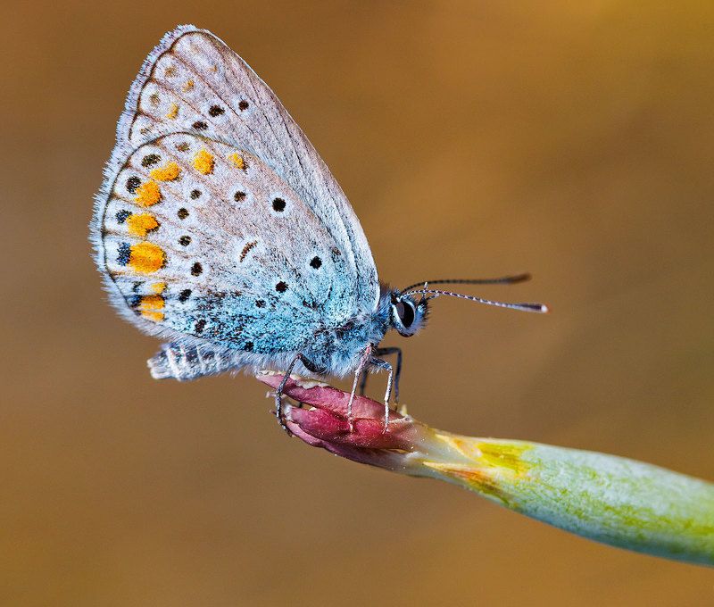 Очень маленькая бабочка фото превью