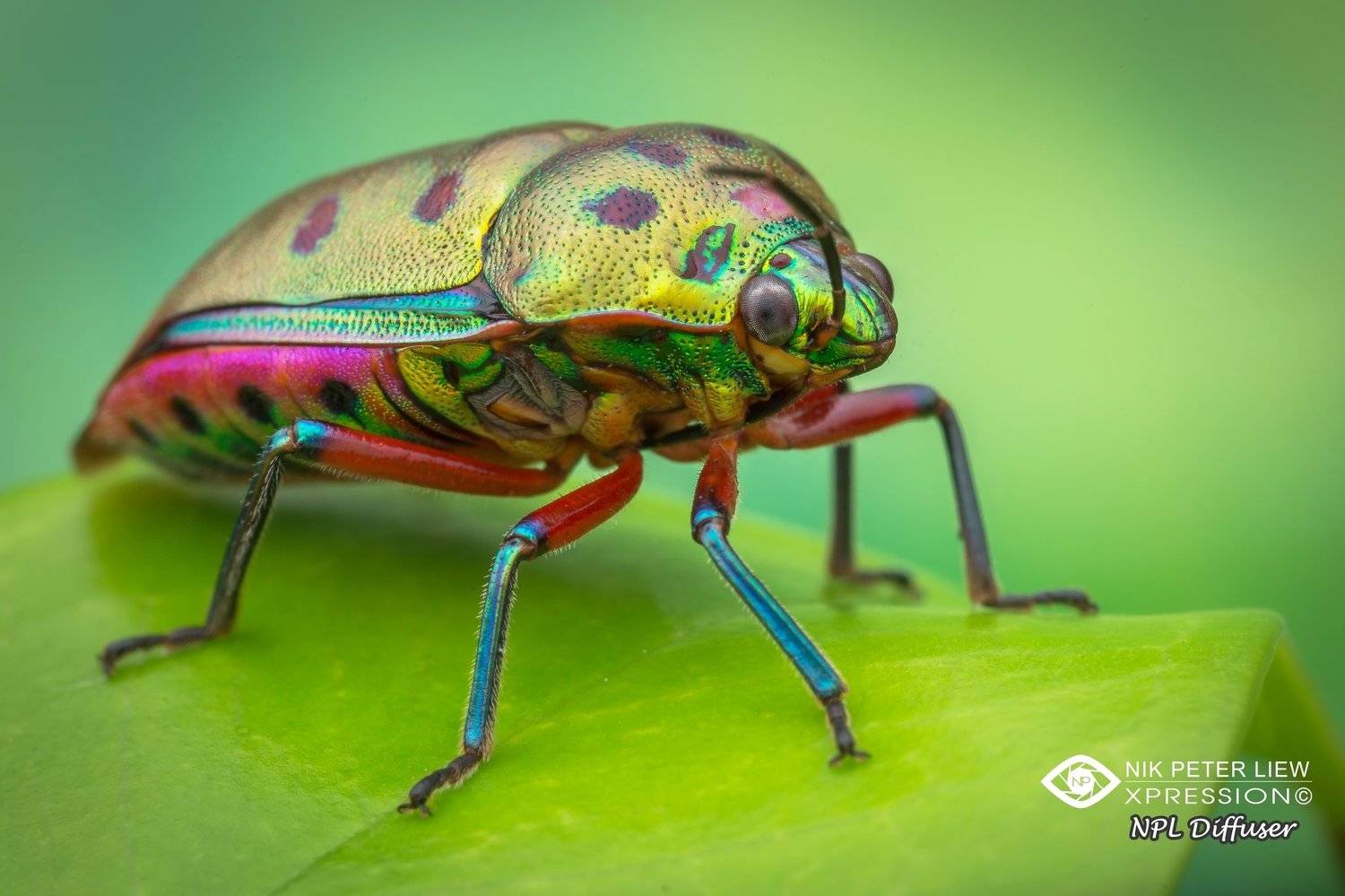 #macro, #jewel, bug, #rainbow, #npl, Nik Peter Liew