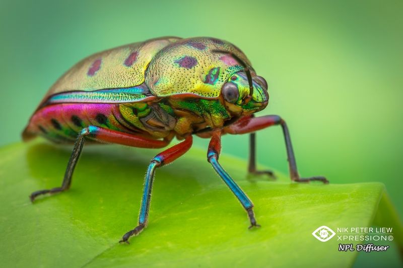 #macro, #jewel, bug, #rainbow, #npl Rainbow Jewel Bug фото превью