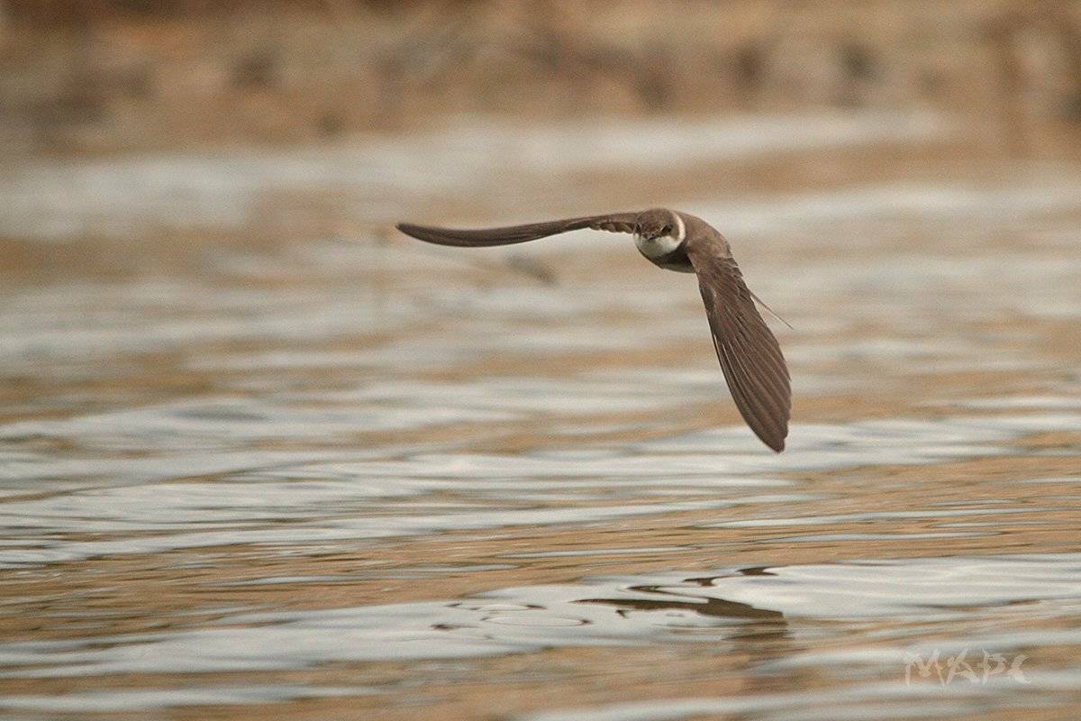 животные птицы лето птица июнь береговушка, Шангареев Марс