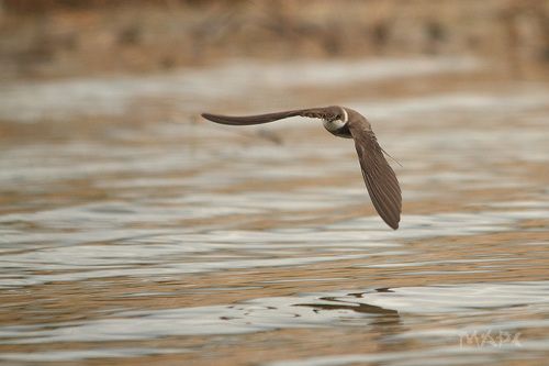 Береговушка