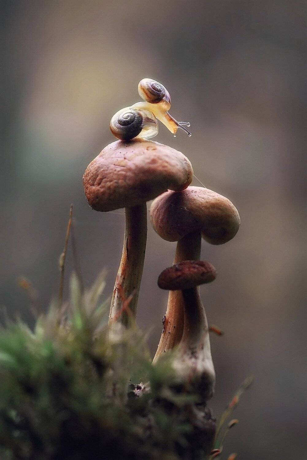 , Галина Горькавая