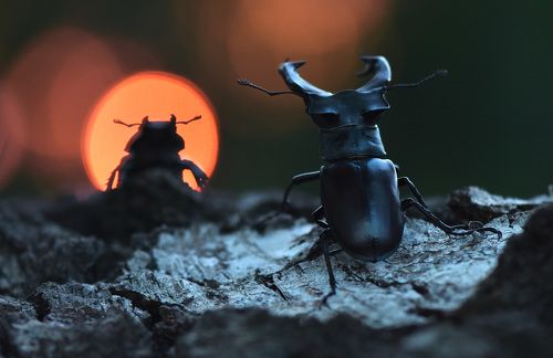 Вечерние мечты.