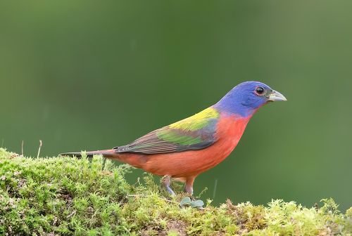 Расписной овсянковый кардинал - Painted bunting male and female