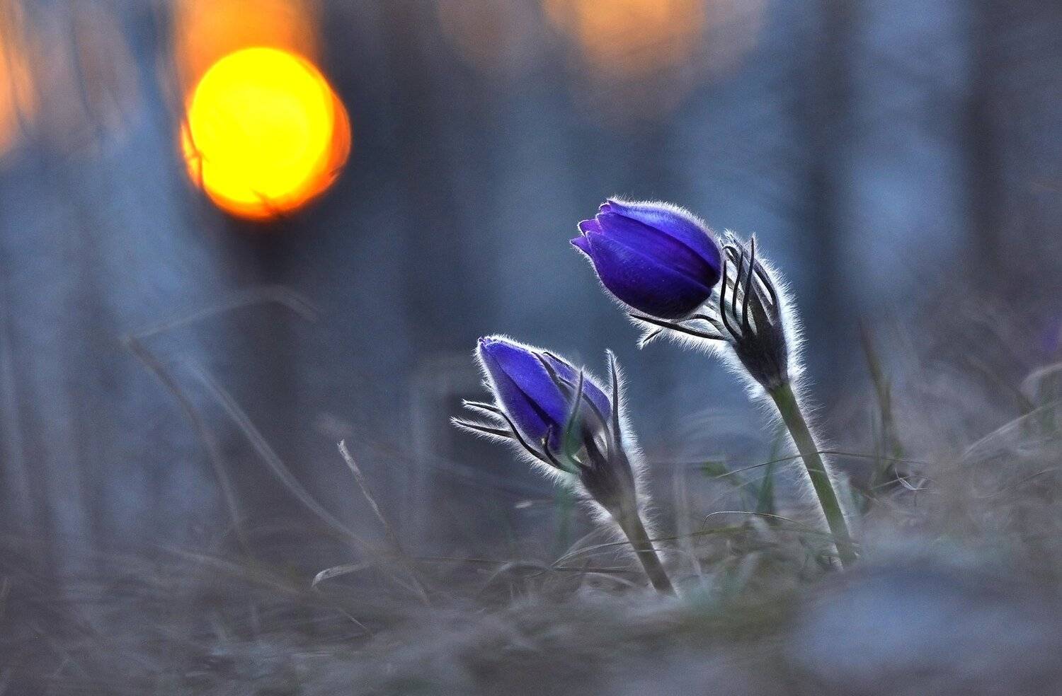 , Макеев Алексей