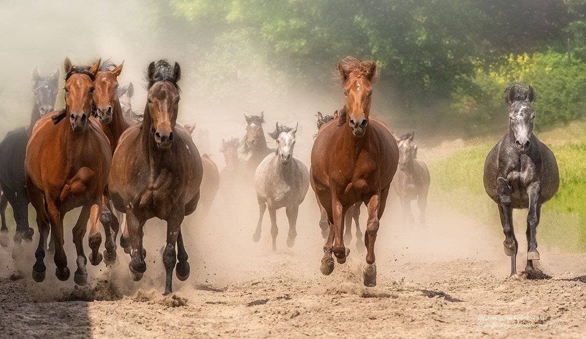 , Jarosław Sokołowski