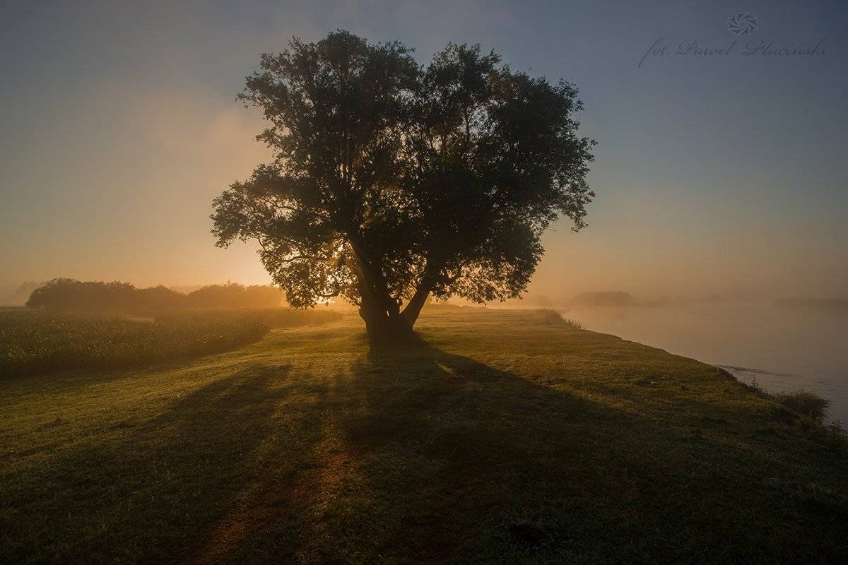 , Pawel Plucinski