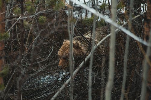 Мишка на севере