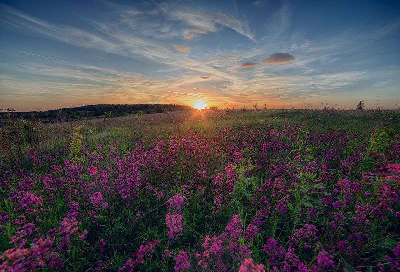 пейзаж, закат, samyang, поле На закате фото превью