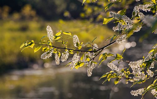 Pro танцы с бубнами у куста черёмухи …