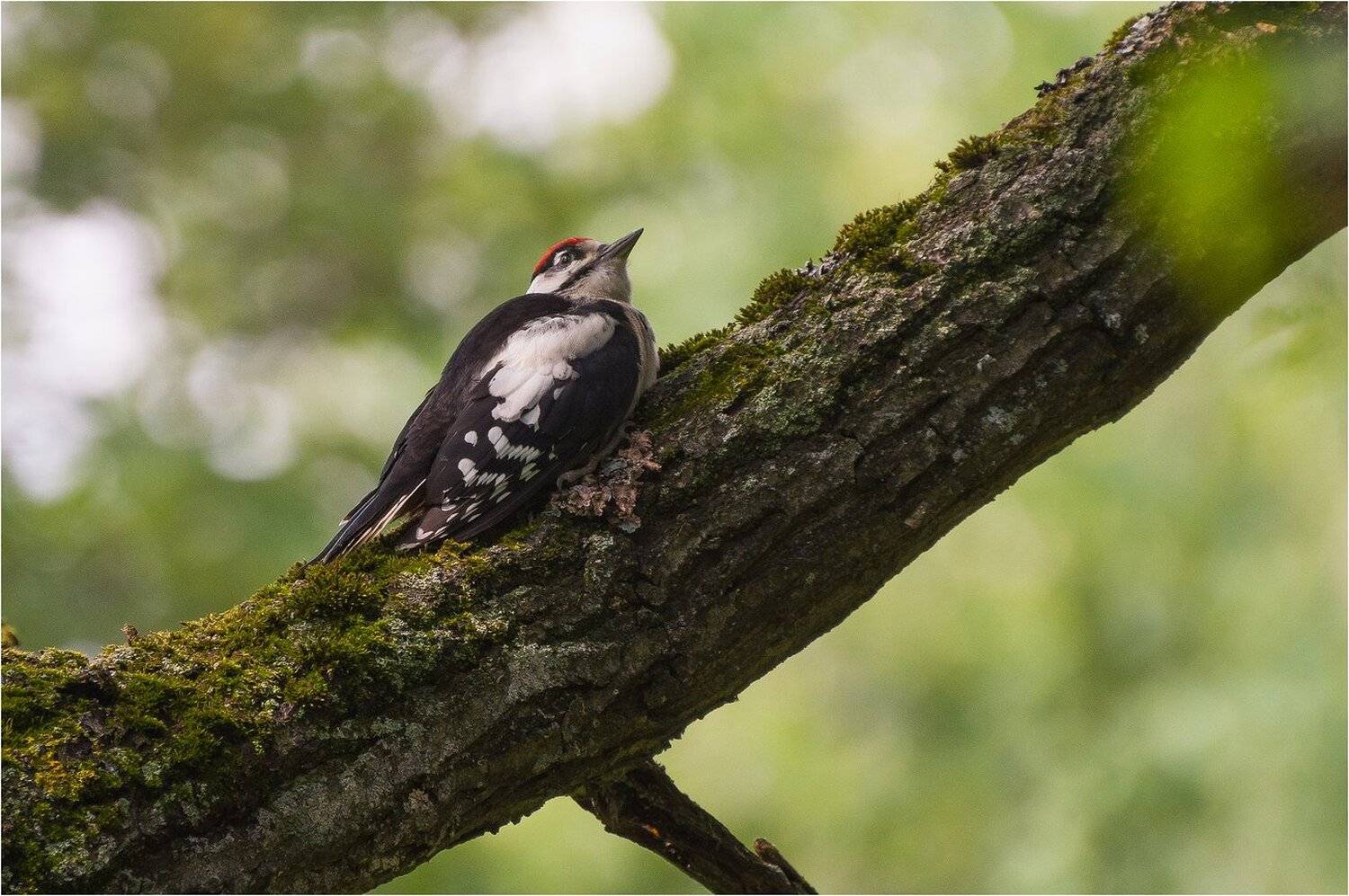 , Руслан Сигушин