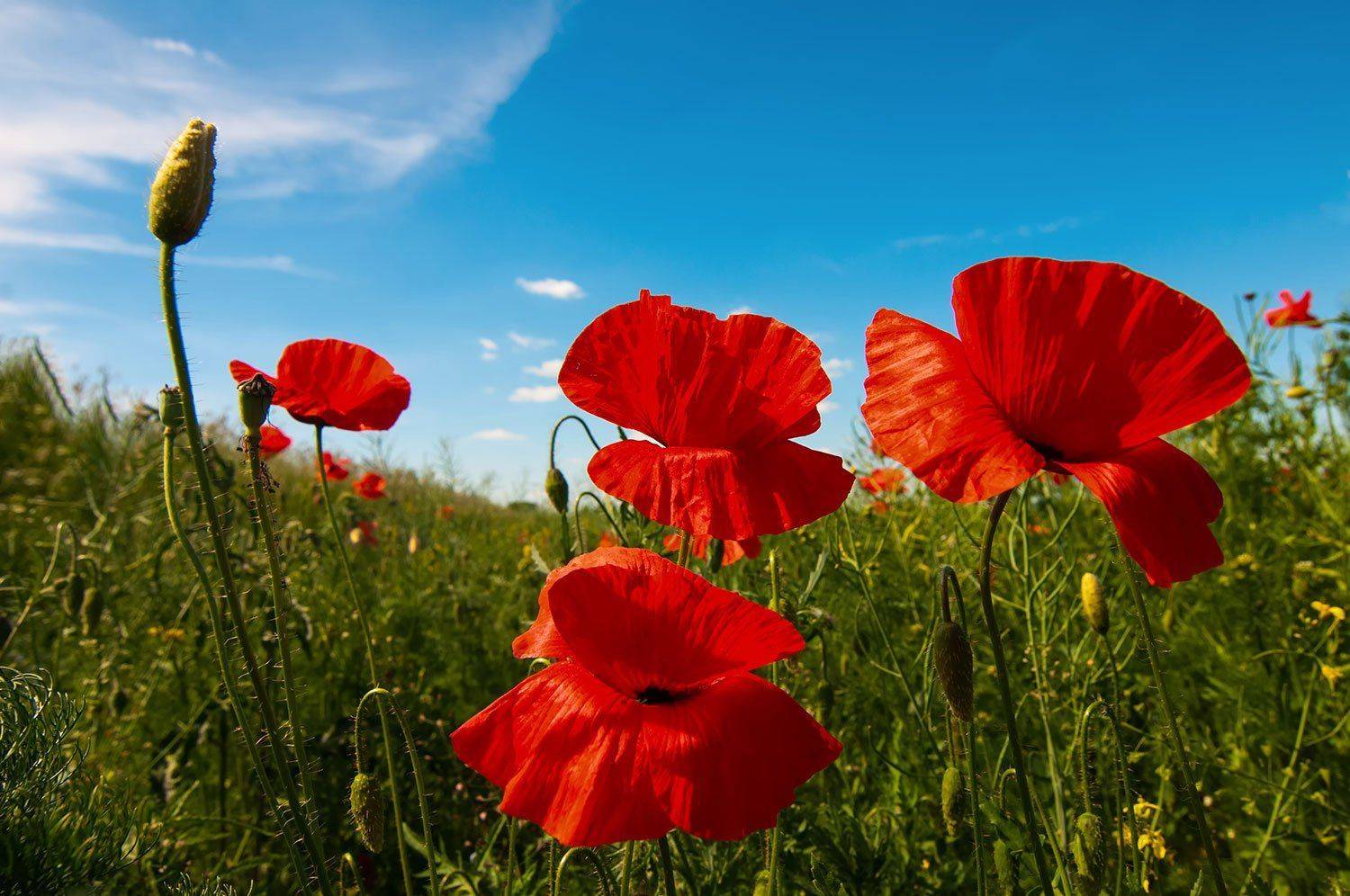 flowers,spring,purple,blossom, Daiva Cirtautė