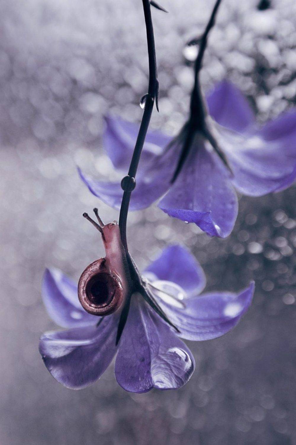 , Лапшина Владлена