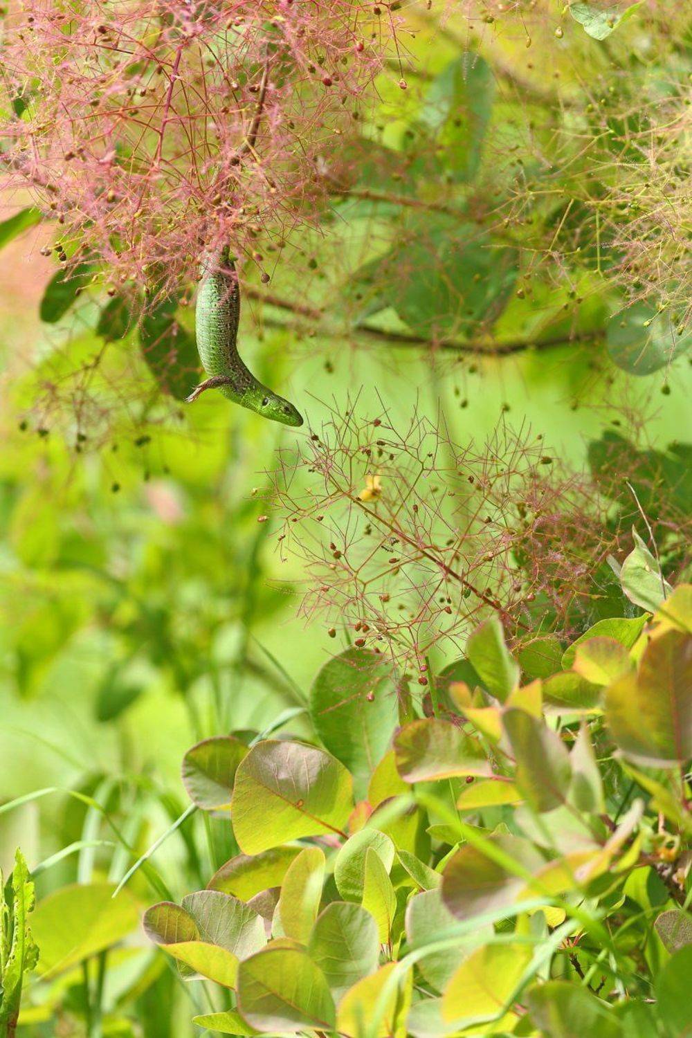 прыткая, проворная, ящерица, lacerta, agilis, скумпия, кожевенная, cotinus, coggygria, rhus, cotinus, самарский лес, Sergii Markov